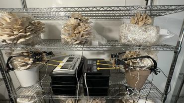 Mushroom Band Playing in the Mushroom Farm