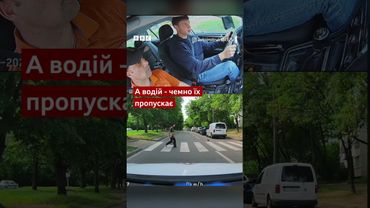 Ситуація на уроці водіння: львівські голуби чемно переходять дорогу #shorts #гумор #львів #позитив