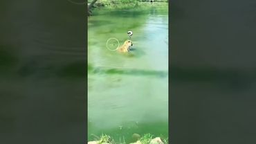 #юмор #шуточное #прикол