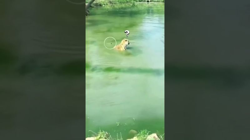 #юмор #шуточное #прикол