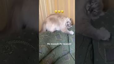 #рекомендации #юмор #прикол #котики #cat #catvideos #cats #catshorts #funny #funnycats #funnyshorts
