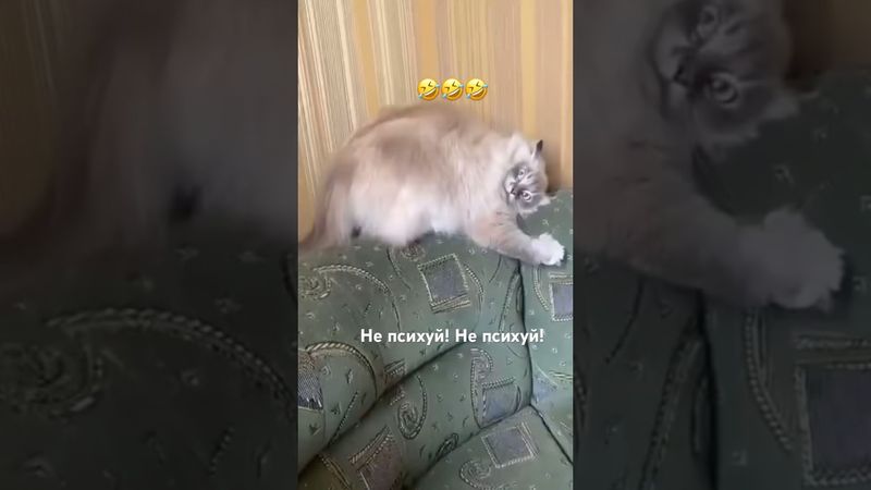 #рекомендации #юмор #прикол #котики #cat #catvideos #cats #catshorts #funny #funnycats #funnyshorts