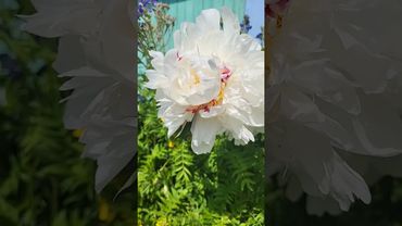 Белый пион #садоводство