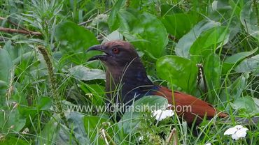 Looks like a Pheasant, maybe a crow, but it's actually a Cuckoo: Coucal at Wilderness Orchard Delhi