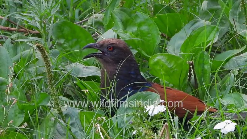 Looks like a Pheasant, maybe a crow, but it's actually a Cuckoo: Coucal at Wilderness Orchard Delhi