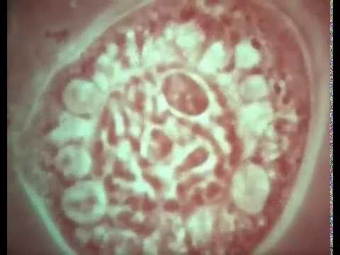 Растительная клетка. Научфильм. (учебное видео СССР)