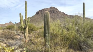 A beautiful Midday walk in the Sonoran Desert
