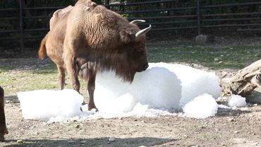 Животным в Пражском зоопарке помогают пережить аномальную жару