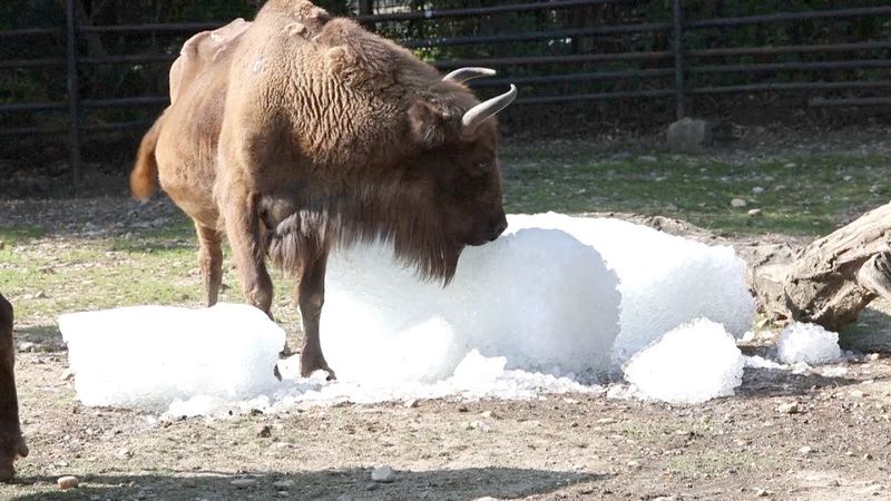 Животным в Пражском зоопарке помогают пережить аномальную жару