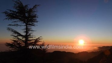 Brilliant spring-time sunrise from wildfilmsindia mountain estate at Jabbarkhet in western Himalaya