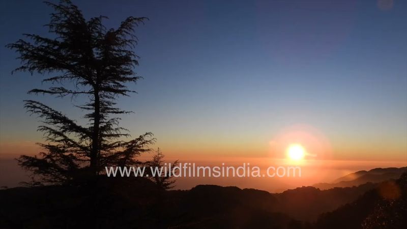 Brilliant spring-time sunrise from wildfilmsindia mountain estate at Jabbarkhet in western Himalaya