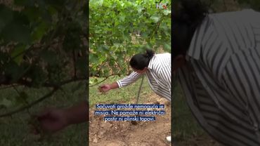 Na vinorodnim padinama Krndije i Papuka divljač ostavlja pustoš.🐖  #RegionalniDnevnik