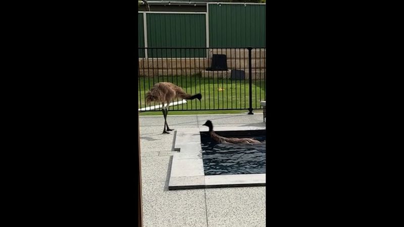 Wild emus make themselves at home in Aussie’s pool