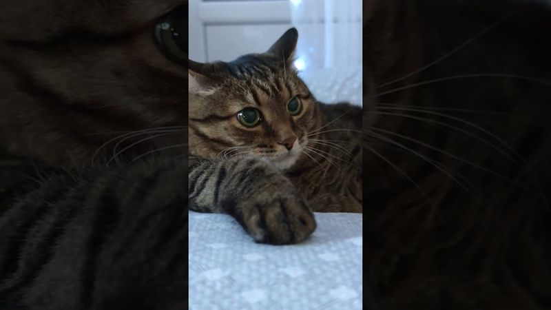 Не удовлетворяет 🙀🤔😉🤣 #cat #кот #юмор #котушка #приколы #цитаты