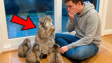 She Begged for Help in the Rain... I brought Her Home and She Gave Birth to WILD Babies!