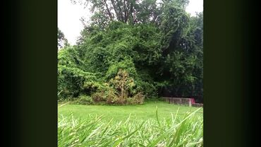 Showing you my cat tail!