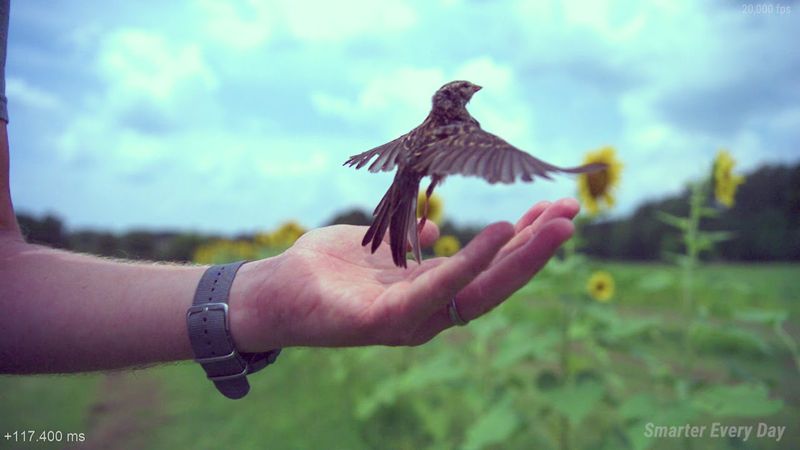 Bird Taking Off at 20,000 fps (213 milliseconds) Raw Video - Smarter Every Day 197