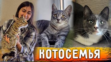 Подобрала котосемью с улицы. Мама кошка с детьми. Они жили в одном дворе с Мэри. Очень ищут семью.