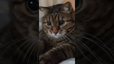 На всю жизнь 😺🤗🙏🤣 #cat #кот #юмор #котушка #приколы #цитаты #смех