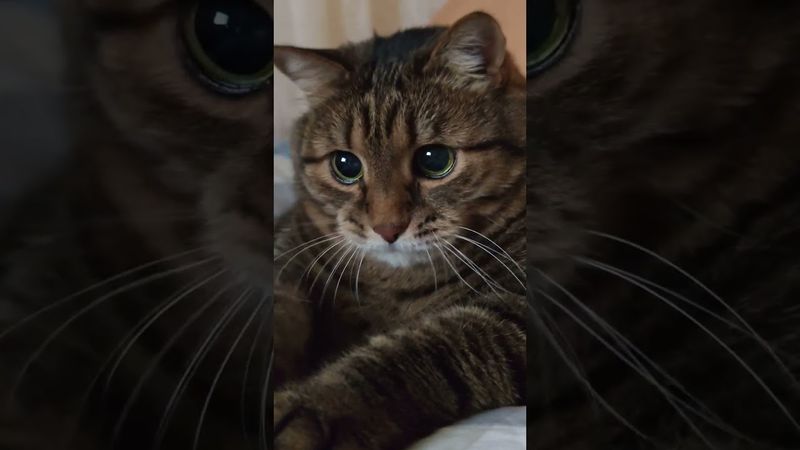 На всю жизнь 😺🤗🙏🤣 #cat #кот #юмор #котушка #приколы #цитаты #смех