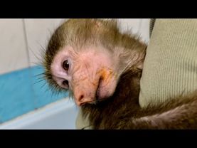 НЕ ДЛЯ СЛАБОНЕРВНЫХ)) Мы купаем грязнулю Анфису, а она просто КРИЧИТ КРИКОМ!