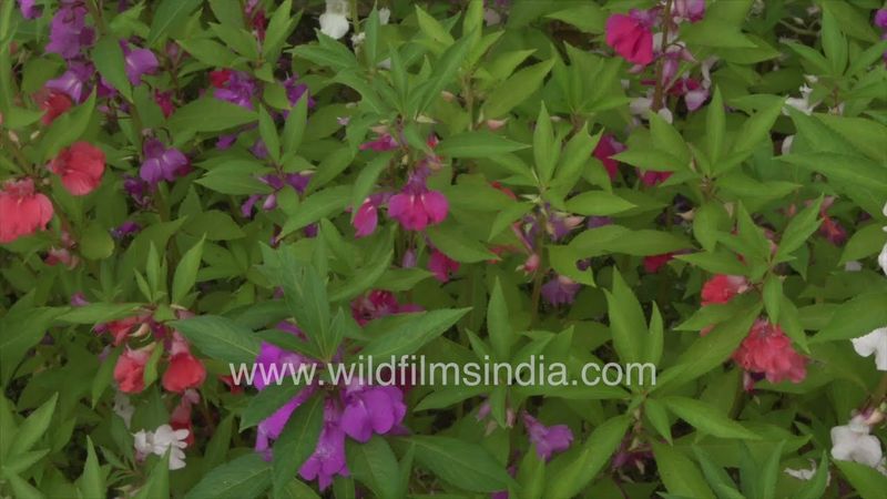 Impatiens balsamina grows at wildfilmsindia Jabbarkhet botanical collections in monsoon profusion