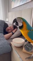 Вставай я жрать хочу #soraai #попугай #животные #рекомендации #recomm...