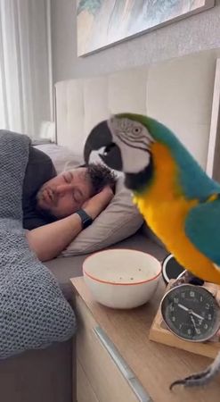 Вставай я жрать хочу #soraai #попугай #животные #рекомендации #recomm...
