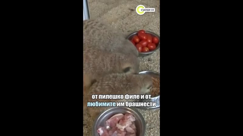 Новородените сурикати на зоопарка в Бургас - Туту, Лулу и Заза  #novatv #сурикати #novatv #бургас