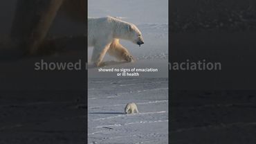 Polar bear biopsies shed light on Arctic pollutants | AFP #shorts