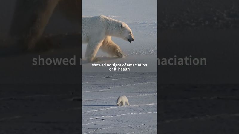 Polar bear biopsies shed light on Arctic pollutants | AFP #shorts
