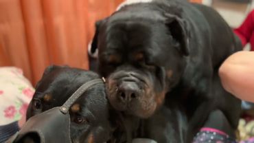 Вязка собак породы ротвейлер / Очень крупный кобель с большим аппетитом и его невеста (mating dogs)