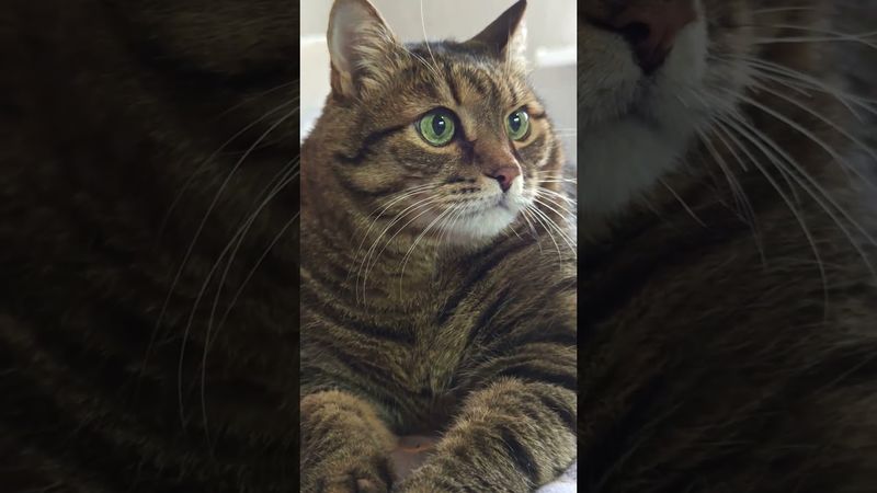 Серое настоящее 🤔🙀😆🤣 #cat #кот #юмор #котушка #популярное #позитив #приколы