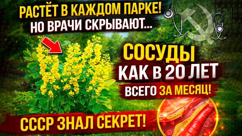 Кардиологи запрещают! А между тем это растение чистит сосуды за 40 дней