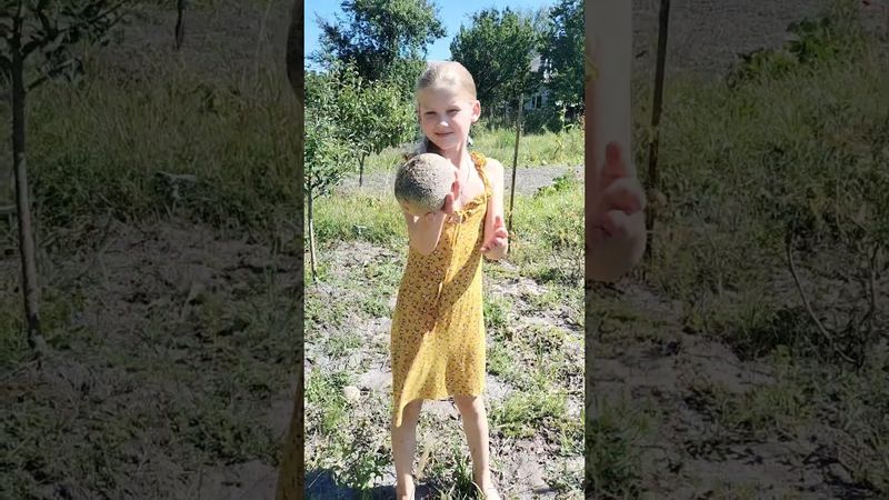 збираю диньки)хоч і маленькі,але свої домашні