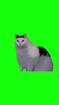 Huh Cat Green Screen Meme #fyp #foryou #viral #greenscreen #greenscre...