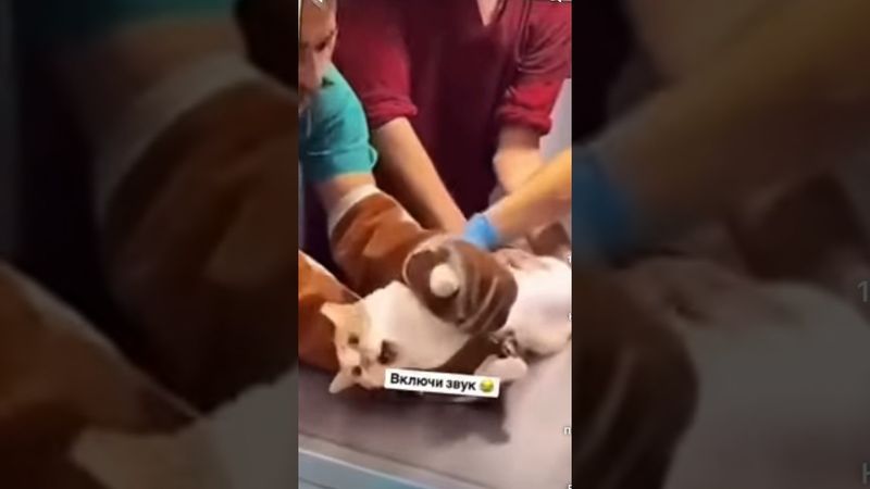 Скажи мамой клянусь. Нет #cat #юмор #shorts