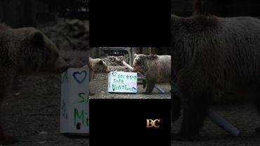 2 bears escape wildlife park enclosure, eat a 7-day supply of honey, then fall asleep