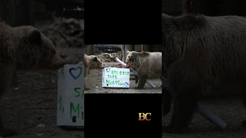 2 bears escape wildlife park enclosure, eat a 7-day supply of honey, then fall asleep