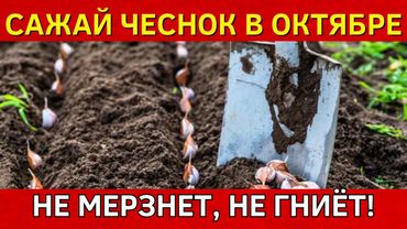 7 ЗОЛОТЫХ ДНЕЙ для посадки чеснока под зиму в октябре 2025. Когда сажать чеснок под зиму осенью 2025