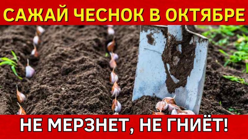7 ЗОЛОТЫХ ДНЕЙ для посадки чеснока под зиму в октябре 2025. Когда сажать чеснок под зиму осенью 2025