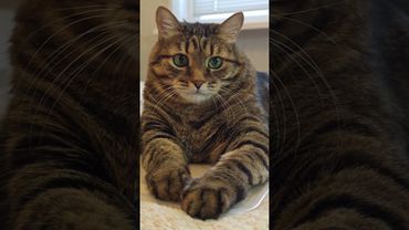 Автобусы 🚍🤔🙀🤣 #cat #кот #юмор #котушка #приколы #цитаты #шортс