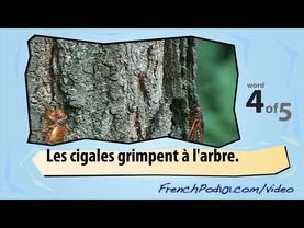 Learn French with Videos - Insects 2