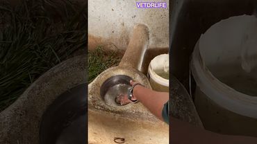 पशु को पानी पिलाने की टेंशन ख़त्म | #cow #dairyfarm #automaticwaterdispenser
