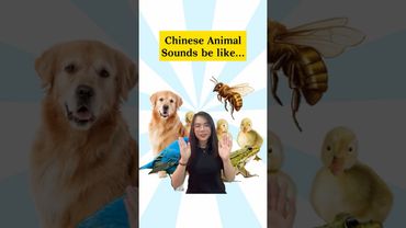 Chinese animal sounds be like… 🐶🐥🐝🐸🦆#learnmandarin #speakmandarin