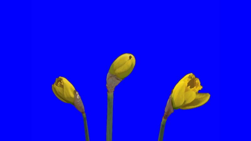 Футаж Цветы распускаются 2 хромакей