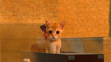 Котики-собачки