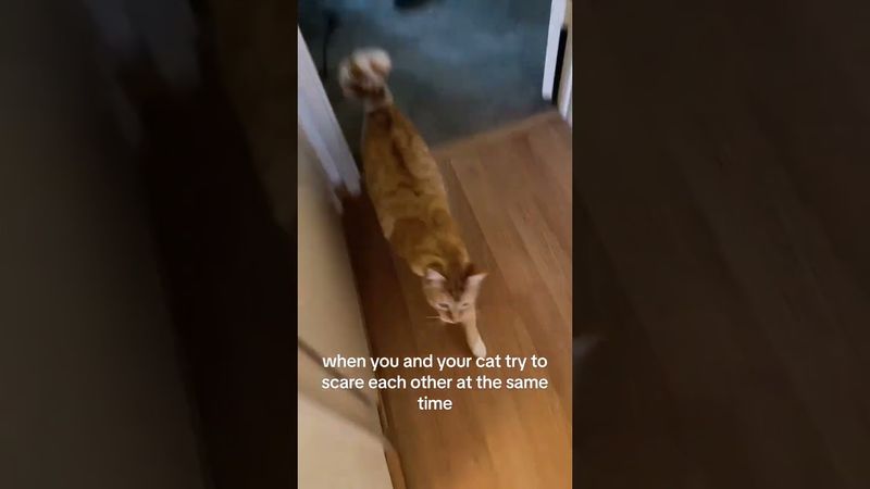 funny cat pt.9 #cat #funny #pets #fypシ #memes #meme