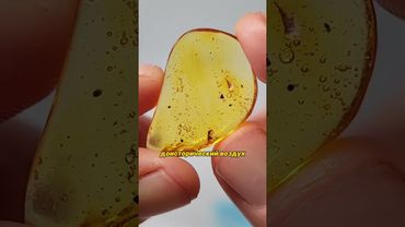 🔶 Динозавры с перьями? Что можно найти внутри янтаря? #шортс