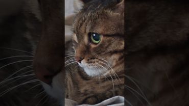 Зубы дареных коней 🐴🙀🤔🤣 #cat #кот #котушка #юмор  #приколы #цитаты